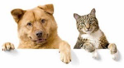 Executivo de Teutônia lança programa de castração e chipagem de cães e gatos