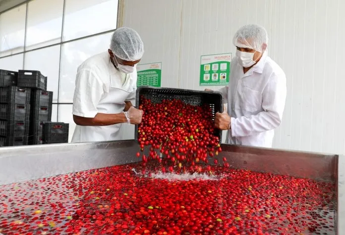 Cooperativa Agropecuária Mista da Região de Alagoinhas fortalece produção e beneficia 700 famílias com apoio do Governo da Bahia