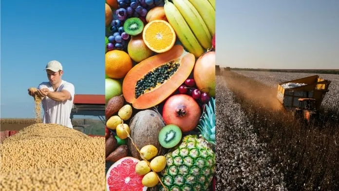 Bahia é destaque no agronegócio nacional com oito cidades entre as 100 mais ricas do Brasil
