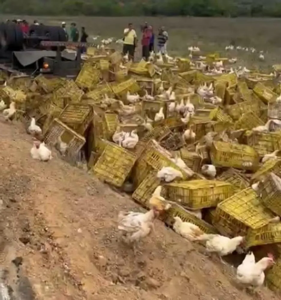 Motorista de carreta carregada com galinhas morre em acidente na BA-026