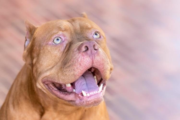 Defesa e acusação: mortes envolvendo cães Pit Bull geram debates