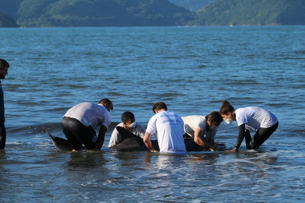 Golfinho é resgatado após encalhar em praia de Ubatuba, SP