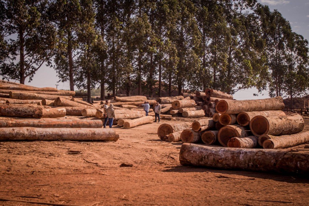 Fiscalização aplica R$ 7,5 milhões em multas por desmatamento de 1,5 mil hectares da Floresta Amazônica em MT