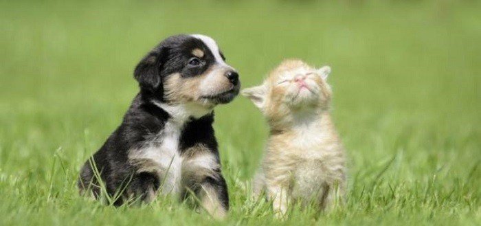 Hospital veterinário abre inscrição para castração em cães e gatos