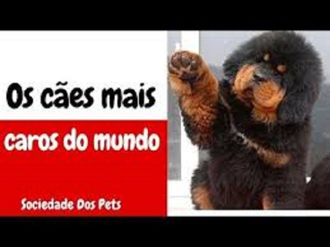As 16 raças de cachorros mais caras que existem