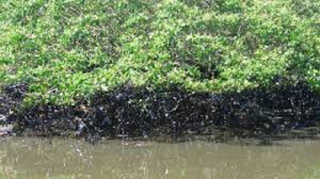 Bahia Pesca realiza levantamento de pescadores e marisqueiras afetados por óleo