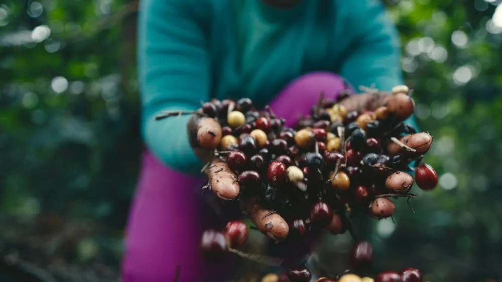 ‘Experiência além da xícara’: Festival Baiano de Cafés inicia venda de ingressos para edição 2025