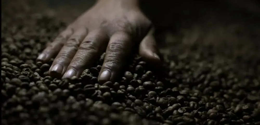 China confirma abertura de mercado para 183 exportadores brasileiros de café após tarifas dos EUA