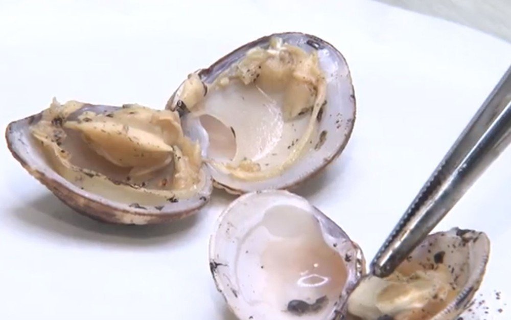 Pesquisadores da Ufba encontram óleo em aparelhos digestivos e respiratórios de peixes e mariscos