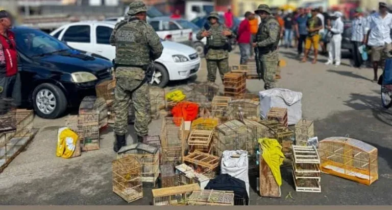 Polícia Ambiental apreende mais de 100 aves silvestres em operação em Alagoinhas