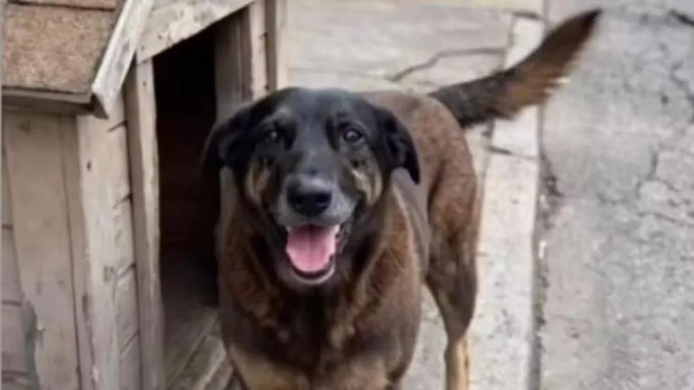 Caso “Orelha” reacende debate: por que maus-tratos a animais ainda raramente levam à prisão no Brasil