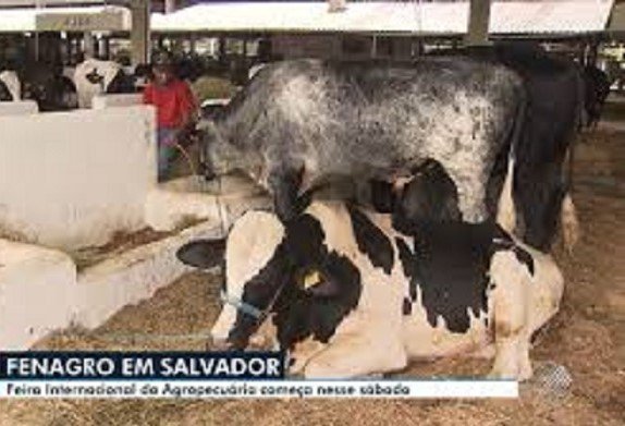 Fenagro terá 9 dias de programação na Bahia