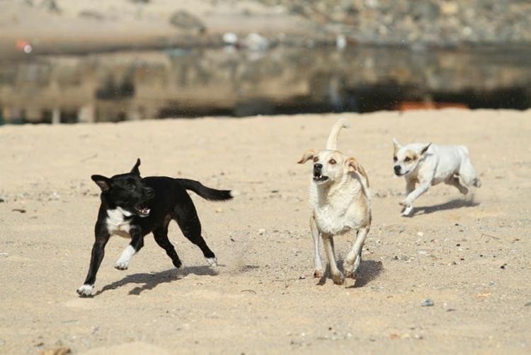 Senado deve votar projeto que proíbe sacrifício de animais de rua