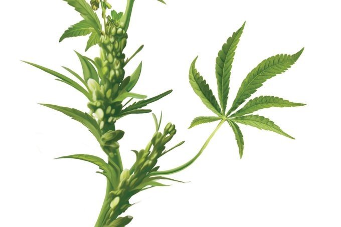 Maconha medicinal: o que muda na prática com a nova regulamentação?