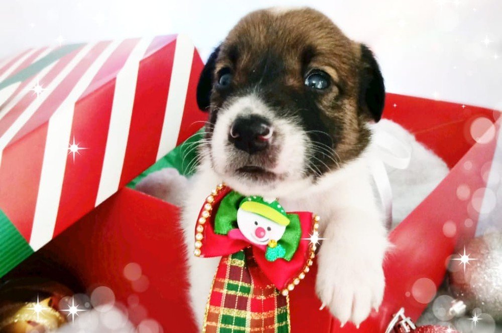 ONG faz ensaio de Natal com filhotes de cães para incentivar adoção