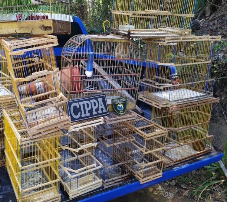 Pássaros resgatados na Bahia são devolvidos à natureza