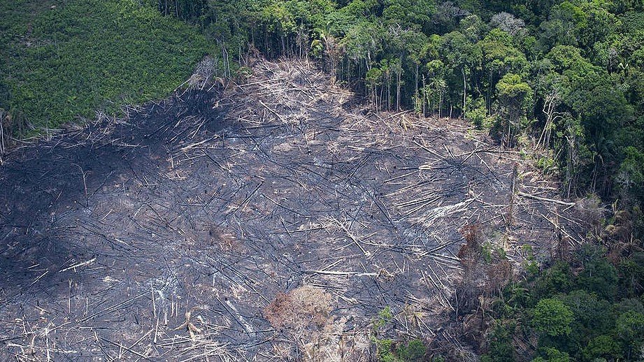 Uma floresta fadada à destruição