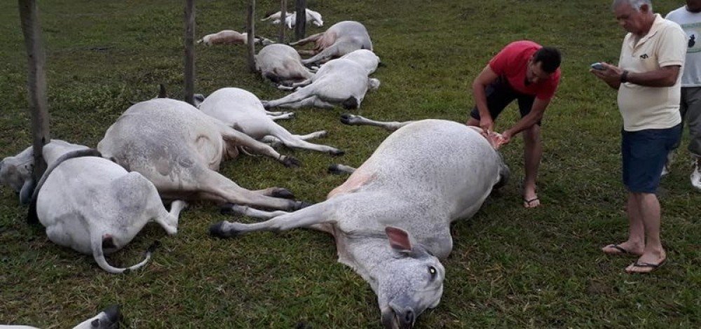 Dezesseis animais morrem após queda de raio no sul da Bahia