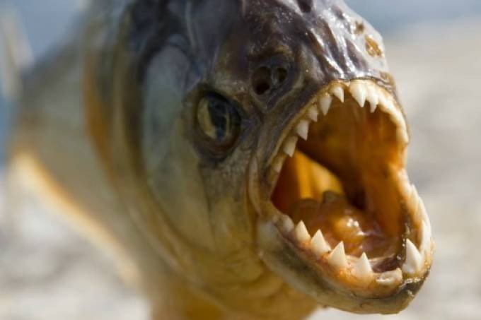 Piranhas atacam banhistas para ‘proteger ovos’, diz pesquisador