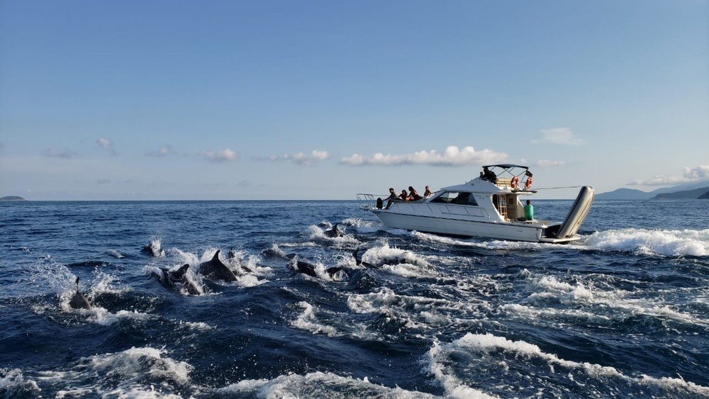 Turistas flagram golfinhos nadando entre lanchas em Ilhabela