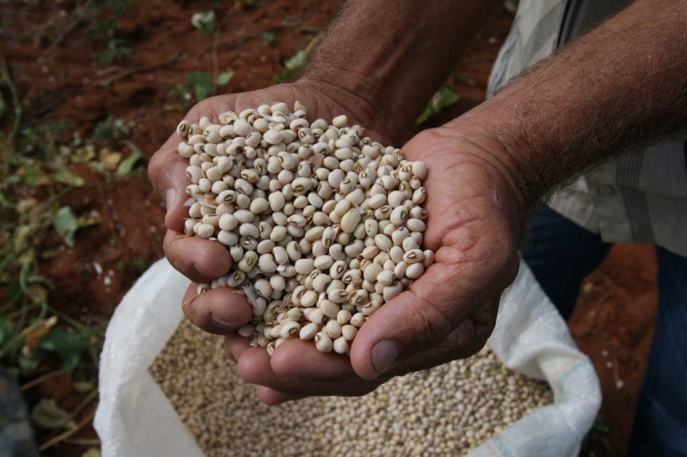 IBGE estima safra de 8,6 milhões de toneladas de grãos em 2020 na Bahia