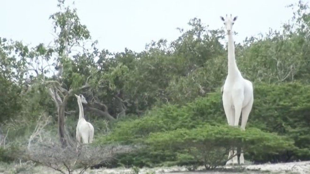 Caçadores matam duas das últimas três girafas brancas do mundo