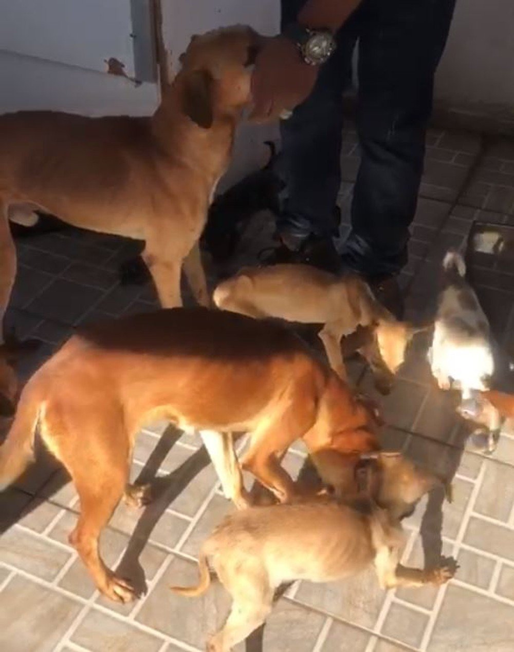 Após denúncia, Guarda resgata cachorros vítimas de maus-tratos