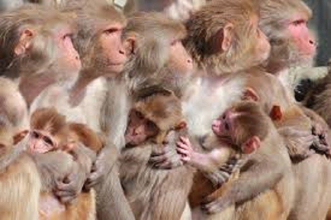 Vacina em teste protege macacos de coronavírus na China