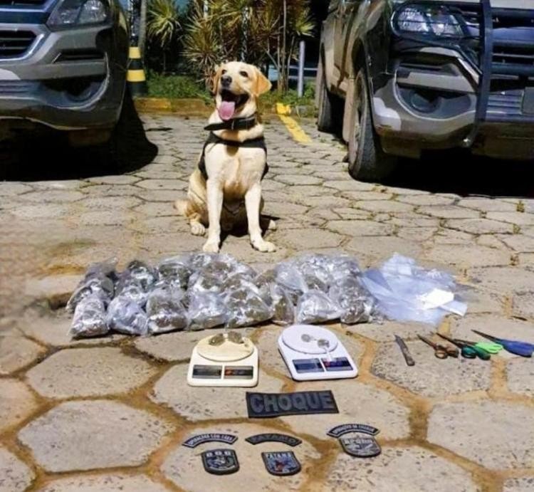 Cão farejador localiza mais de 1.500 trouxinhas de maconha em Sussuarana