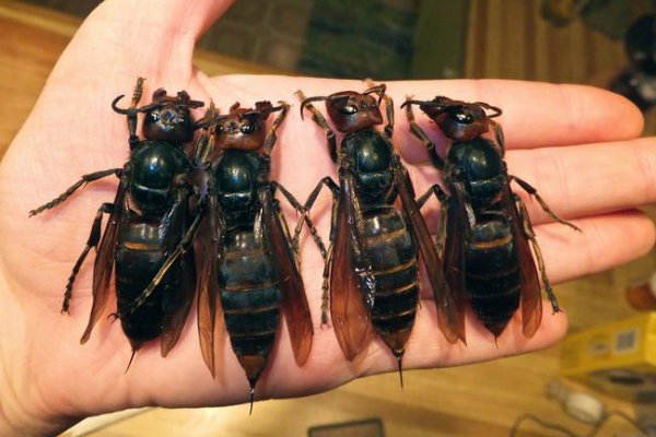 Vespas gigantes aterrorizam os chineses