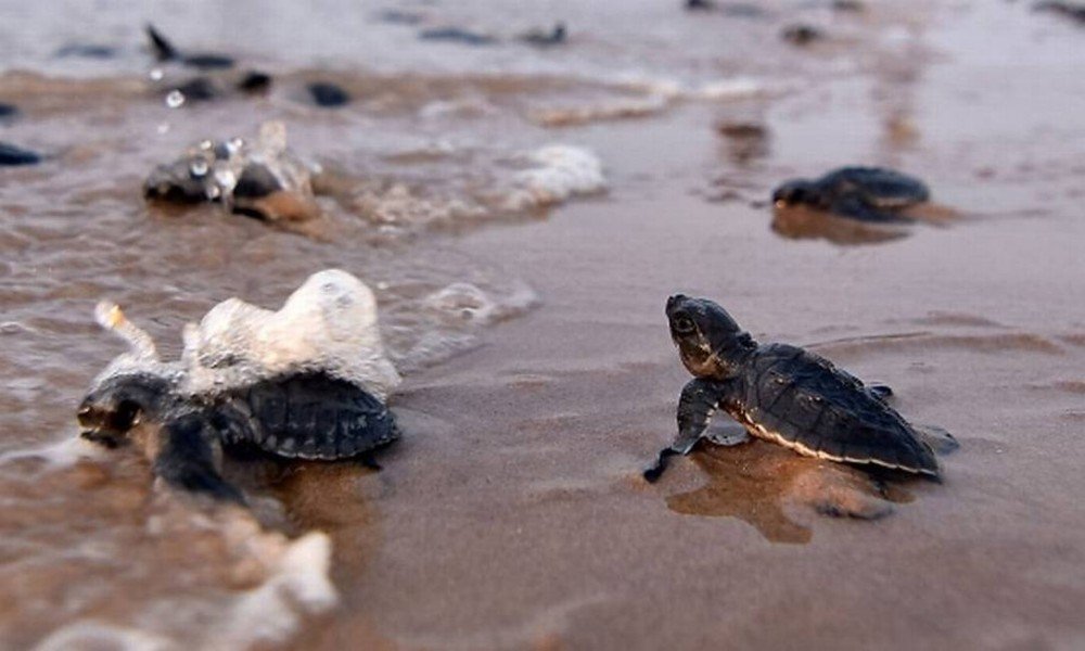 Coronavírus - Tartarugas bebês chegam ao mar sem a interferência do homem