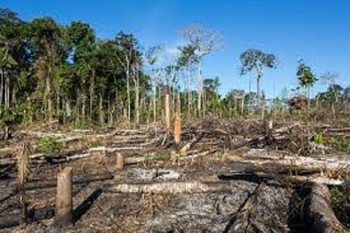 Desmatamento na Amazônia - O Brasil vive a maior devastação da história durante o atual governo