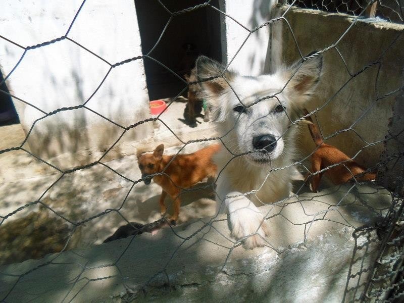 Prefeitura renova contrato com a Fundação Anjos de Quatro Patas