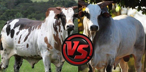 HISTÓRIA E DIFERENÇA ENTRE NELORE PINTADO E PADRÃO