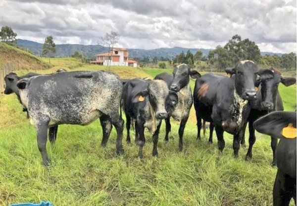 PRIMEIRA LACTAÇÃO DECIDE FUTURO DA VACA