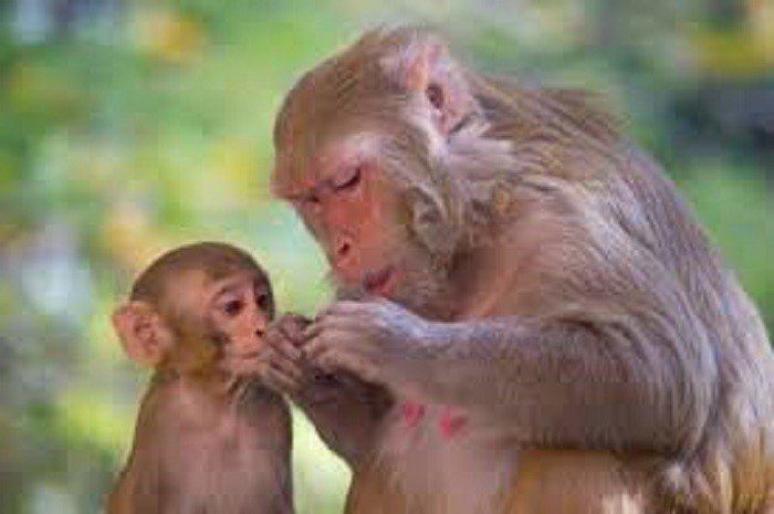 Macacos ficam imunes após se curarem de Covid-19