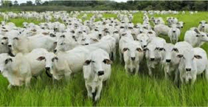 Anistia Internacional - JBS é acusada de comprar gado criado em áreas protegidas da Amazônia