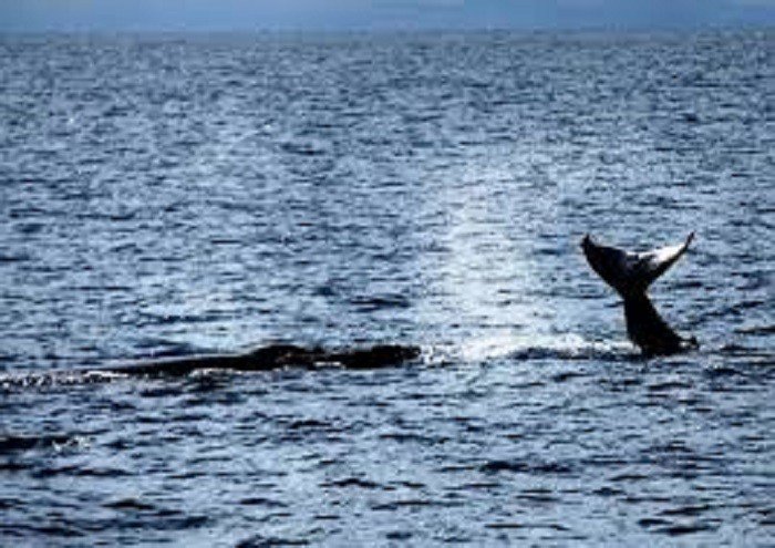 Mais de 20 mil baleias-jubarte devem chegar ao litoral baiano