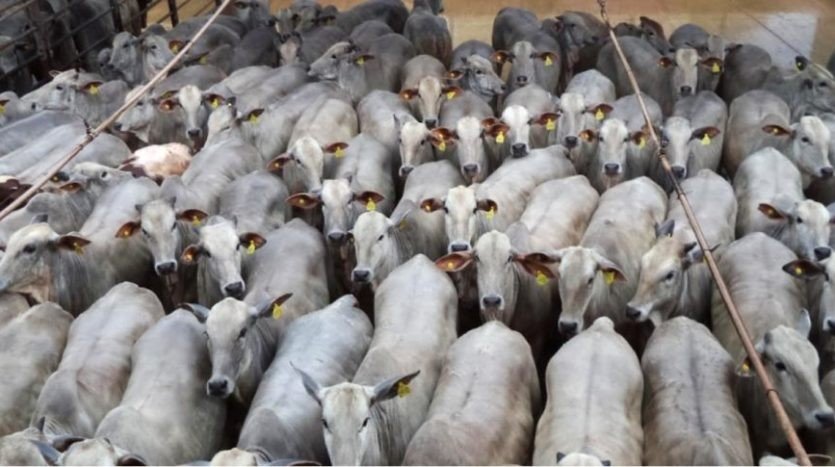 FAZENDA REFERÊNCIA NACIONAL NA ENGORDA DE NOVILHAS DE QUALIDADE