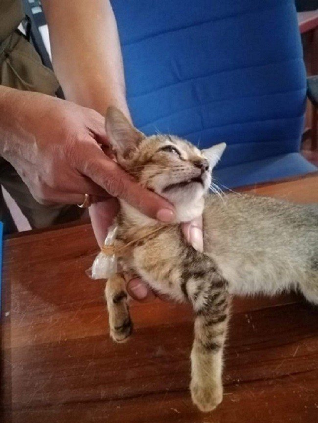 No Sri Lanka, gato e águia são usados para traficar drogas