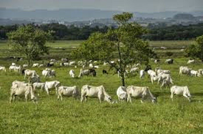 JBS - Como funciona a prática da 