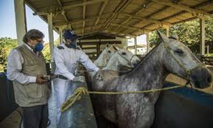 Coronavírus - Cientistas brasileiros criam soro com anticorpos de cavalo