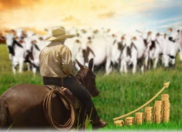 SEGREDOS DAS FAZENDAS QUE MAIS GANHAM DINHEIRO