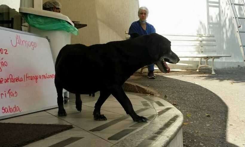 Cão espera pelo dono em porta de hospital há 7 anos