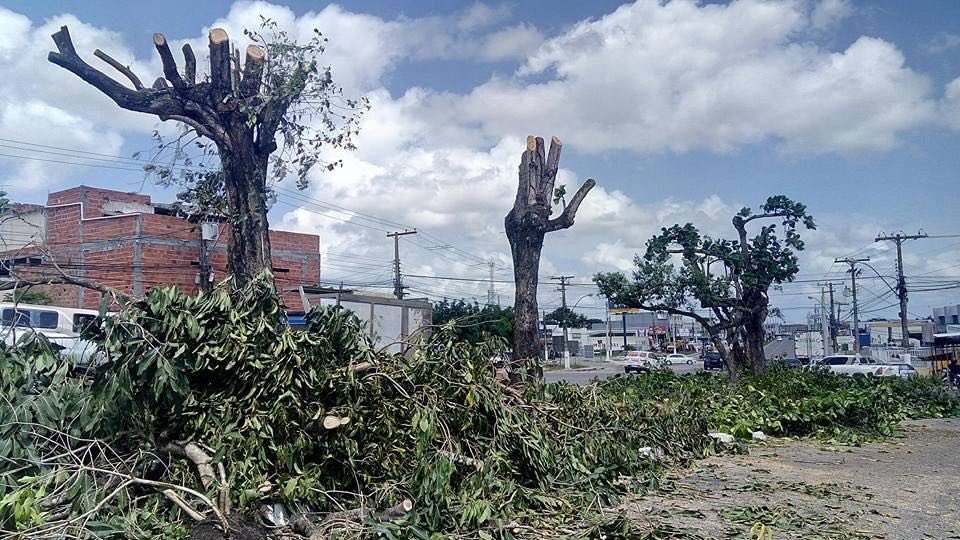 Prefeitura autua empresa por poda irregular e promove ação de educação ambiental