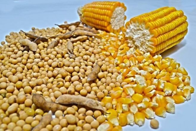 Bahia: previsão de safra recorde de grãos em 2020