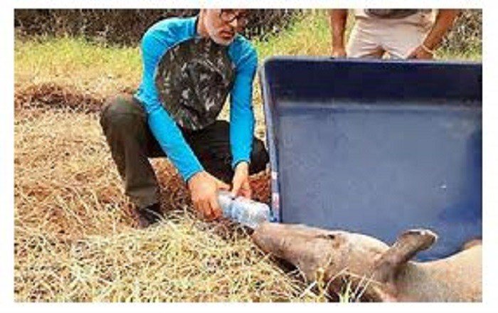 Em meio à devastação do Pantanal, voluntários tentam salvar animais