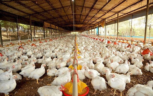 Vaga em Alagoinhas para Técnico Agrícola
