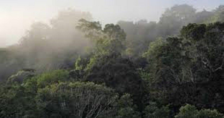 Governo quer norma para controlar atuação de ONGs na Amazônia