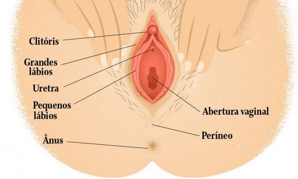 Ilustração indica as partes da vulva: clitóris, grandes e pequenos lábios protegendo a entrada da uretra e abaixo, da vagina; e logo abaixo, o períneo e o ânus Foto: WikiCommons.